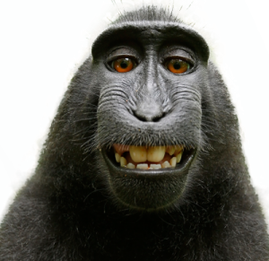 Monkey PNG-18729